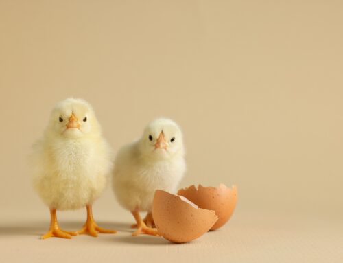 CEALVET is a finalist for Good Animal Welfare Practice with its Licuicel® Complex