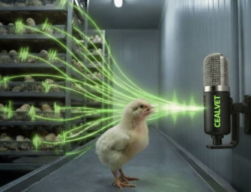 Por qué la voz del pollito importa: bases científicas de la bioacústica aviar